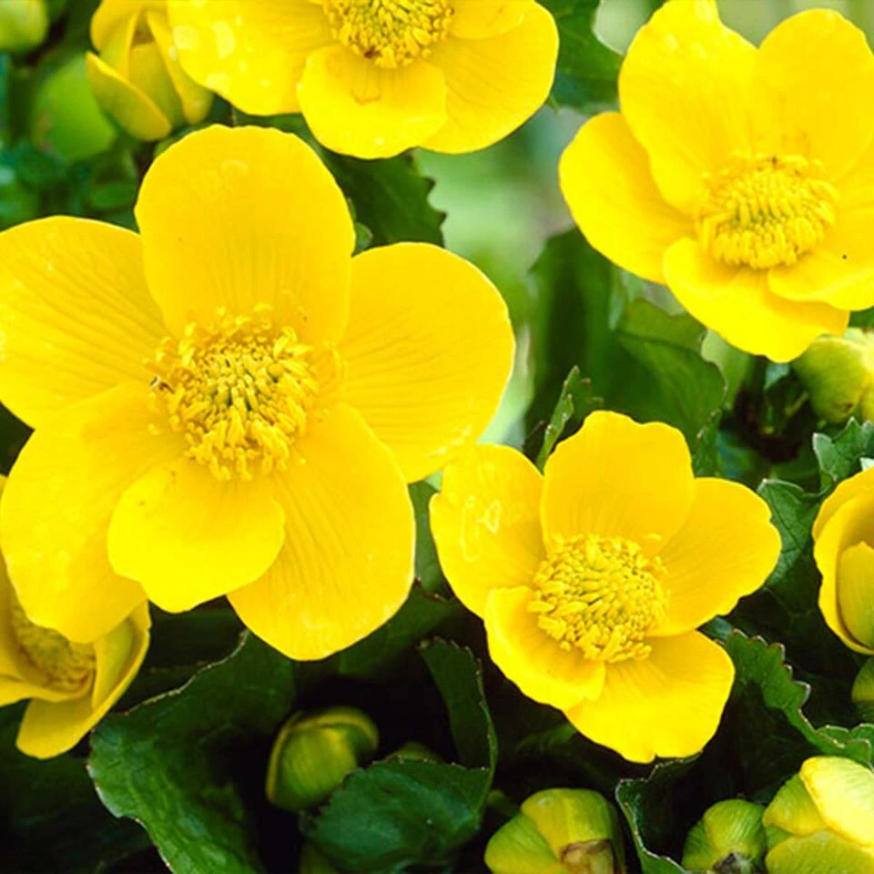 3x Caltha Palustris – Dotterbloem – ⌀09cm - ↕15-25 Cm 6 3x Caltha Palustris – Dotterbloem – ⌀09cm - ↕15-25 Cm - Afbeelding 4