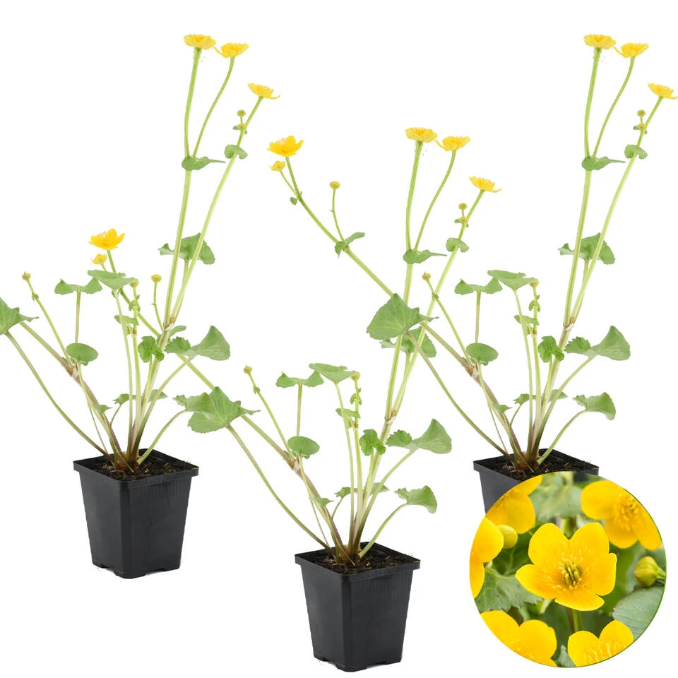 3x Caltha Palustris – Dotterbloem – ⌀09cm - ↕15-25 Cm 3 3x Caltha Palustris – Dotterbloem – ⌀09cm - ↕15-25 Cm