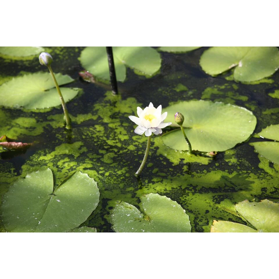 2x Nymphaea 'Marliacea Albida' – Waterlelie – ⌀11 Cm - ↕25-35 Cm 4 2x Nymphaea 'Marliacea Albida' – Waterlelie – ⌀11 Cm - ↕25-35 Cm - Afbeelding 2