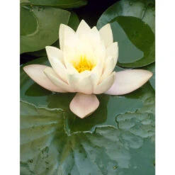 2x Nymphaea 'Marliacea Albida' – Waterlelie – ⌀11 Cm - ↕25-35 Cm 7 2x Nymphaea 'Marliacea Albida' – Waterlelie – ⌀11 Cm - ↕25-35 Cm -VIDAXL || Prosperplast || Decoris Winkel 1000010565 0102