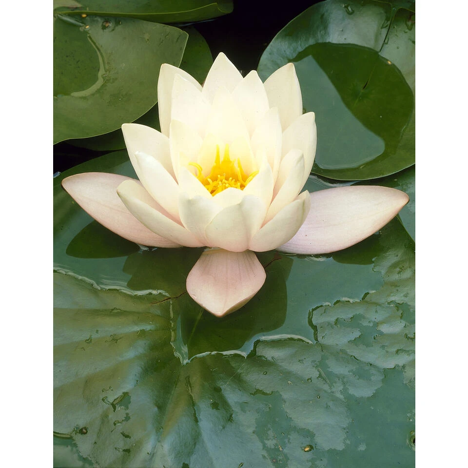 2x Nymphaea 'Marliacea Albida' – Waterlelie – ⌀11 Cm - ↕25-35 Cm 5 2x Nymphaea 'Marliacea Albida' – Waterlelie – ⌀11 Cm - ↕25-35 Cm - Afbeelding 3