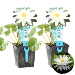 2x Nymphaea 'Marliacea Albida' – Waterlelie – ⌀11 Cm - ↕25-35 Cm