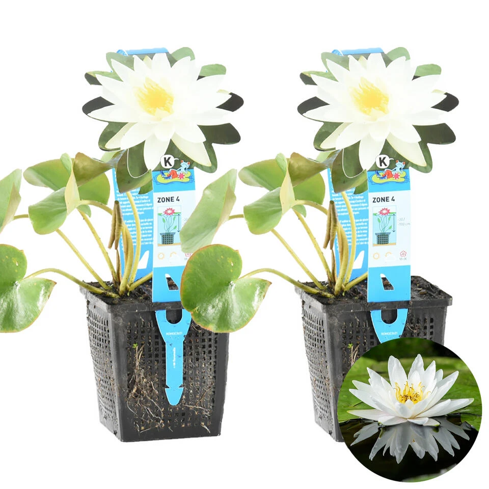 2x Nymphaea 'Marliacea Albida' – Waterlelie – ⌀11 Cm - ↕25-35 Cm 3 2x Nymphaea 'Marliacea Albida' – Waterlelie – ⌀11 Cm - ↕25-35 Cm