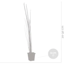 6x Equisetum Japonicum – Japanse Holpijp – ⌀9 Cm - ↕20-30 Cm -VIDAXL || Prosperplast || Decoris Winkel 1000010566 0102