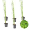 6x Equisetum Japonicum – Japanse Holpijp – ⌀9 Cm - ↕20-30 Cm 1 6x Equisetum Japonicum – Japanse Holpijp – ⌀9 Cm - ↕20-30 Cm -VIDAXL || Prosperplast || Decoris Winkel 1000010566