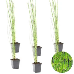 6x Equisetum Japonicum – Japanse Holpijp – ⌀9 Cm - ↕20-30 Cm