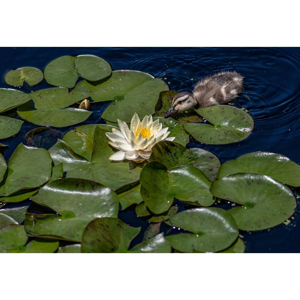 2x Nymphaea 'Marliacea Chormat' – Waterlelie – ⌀11 Cm - ↕25-35 Cm 4 2x Nymphaea 'Marliacea Chormat' – Waterlelie – ⌀11 Cm - ↕25-35 Cm - Afbeelding 2