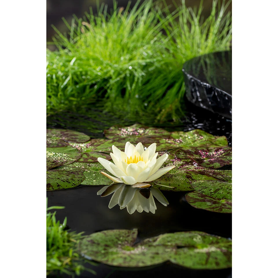 2x Nymphaea 'Marliacea Chormat' – Waterlelie – ⌀11 Cm - ↕25-35 Cm 5 2x Nymphaea 'Marliacea Chormat' – Waterlelie – ⌀11 Cm - ↕25-35 Cm - Afbeelding 3