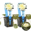 2x Nymphaea 'Marliacea Chormat' – Waterlelie – ⌀11 Cm - ↕25-35 Cm -VIDAXL || Prosperplast || Decoris Winkel 1000010569