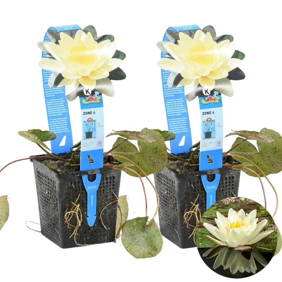 2x Nymphaea 'Marliacea Chormat' – Waterlelie – ⌀11 Cm - ↕25-35 Cm 3 2x Nymphaea 'Marliacea Chormat' – Waterlelie – ⌀11 Cm - ↕25-35 Cm