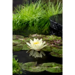 Nymphaea 'Marliacea Chormat' – Waterlelie – ⌀11 Cm - ↕25-35 Cm 7 Nymphaea 'Marliacea Chormat' – Waterlelie – ⌀11 Cm - ↕25-35 Cm -VIDAXL || Prosperplast || Decoris Winkel 1000010573 0102