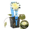 Nymphaea 'Marliacea Chormat' – Waterlelie – ⌀11 Cm - ↕25-35 Cm 1 Nymphaea 'Marliacea Chormat' – Waterlelie – ⌀11 Cm - ↕25-35 Cm -VIDAXL || Prosperplast || Decoris Winkel 1000010573