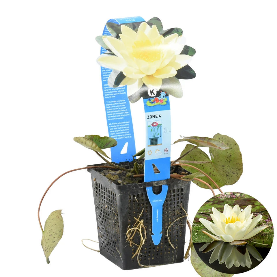 Nymphaea 'Marliacea Chormat' – Waterlelie – ⌀11 Cm - ↕25-35 Cm 3 Nymphaea 'Marliacea Chormat' – Waterlelie – ⌀11 Cm - ↕25-35 Cm