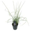 Juncus Spiralis – Kurkentrekkersgras – ⌀09cm - ↕30-40 Cm 1 Juncus Spiralis – Kurkentrekkersgras – ⌀09cm - ↕30-40 Cm -VIDAXL || Prosperplast || Decoris Winkel 1000010574