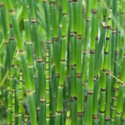 3x Equisetum Japonicum – Japanse Holpijp – ⌀9 Cm - ↕20-30 Cm -VIDAXL || Prosperplast || Decoris Winkel 1000010575 0102