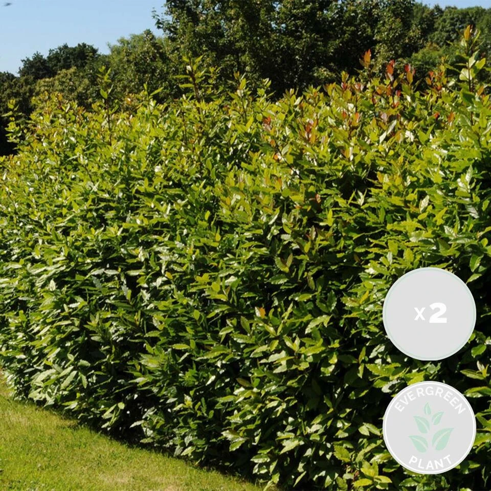 2x Laurus Nobilis - Keukenlaurier - ⌀21 Cm - ↕80-100 Cm 4 2x Laurus Nobilis - Keukenlaurier - ⌀21 Cm - ↕80-100 Cm - Afbeelding 2