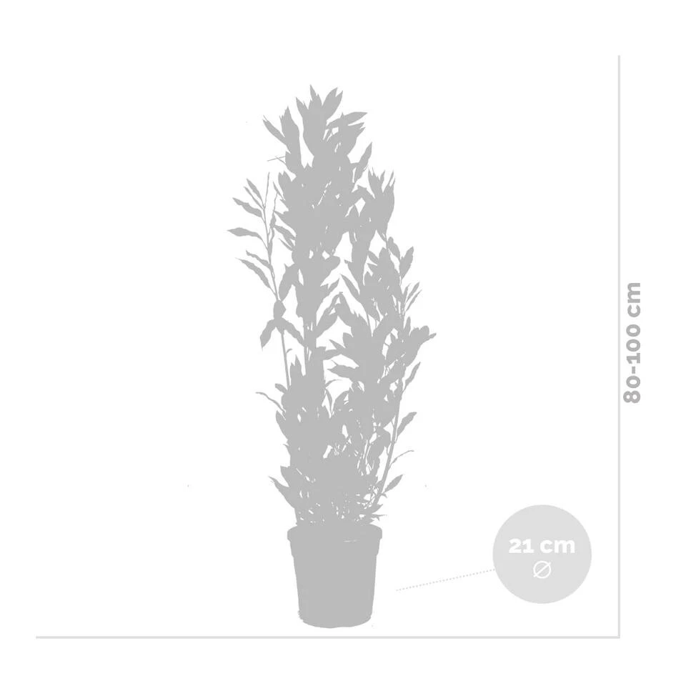 2x Laurus Nobilis - Keukenlaurier - ⌀21 Cm - ↕80-100 Cm 5 2x Laurus Nobilis - Keukenlaurier - ⌀21 Cm - ↕80-100 Cm - Afbeelding 3
