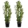 2x Laurus Nobilis - Keukenlaurier - ⌀21 Cm - ↕80-100 Cm -VIDAXL || Prosperplast || Decoris Winkel 1000010577