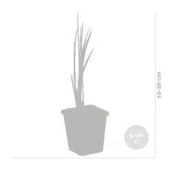 3x Acorus Calamus – Kalmoes – ⌀09cm - ↕10-20 Cm 8 3x Acorus Calamus – Kalmoes – ⌀09cm - ↕10-20 Cm -VIDAXL || Prosperplast || Decoris Winkel 1000010578 0102