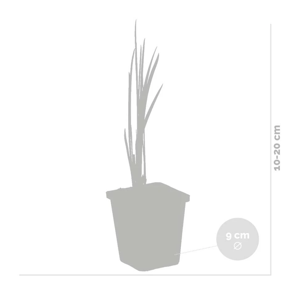 3x Acorus Calamus – Kalmoes – ⌀09cm - ↕10-20 Cm 5 3x Acorus Calamus – Kalmoes – ⌀09cm - ↕10-20 Cm - Afbeelding 3