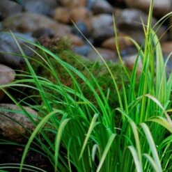 3x Acorus Calamus – Kalmoes – ⌀09cm - ↕10-20 Cm 9 3x Acorus Calamus – Kalmoes – ⌀09cm - ↕10-20 Cm -VIDAXL || Prosperplast || Decoris Winkel 1000010578 0103