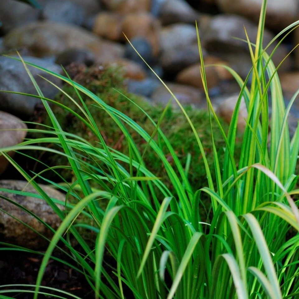 3x Acorus Calamus – Kalmoes – ⌀09cm - ↕10-20 Cm 6 3x Acorus Calamus – Kalmoes – ⌀09cm - ↕10-20 Cm - Afbeelding 4