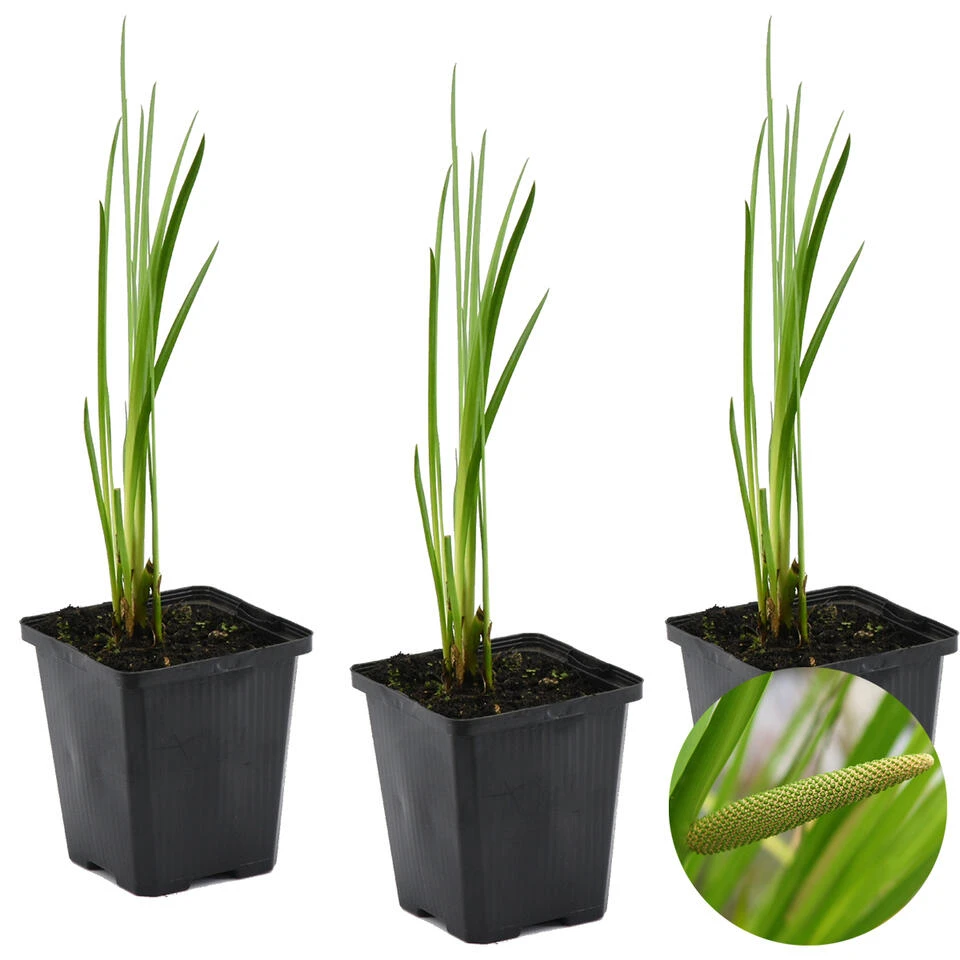 3x Acorus Calamus – Kalmoes – ⌀09cm - ↕10-20 Cm 3 3x Acorus Calamus – Kalmoes – ⌀09cm - ↕10-20 Cm
