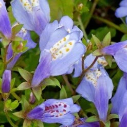 3x Mazus Reptans – Blauwe Mazus – Vijverplant – ⌀09cm - ↕15-25 Cm -VIDAXL || Prosperplast || Decoris Winkel 1000010579 0103