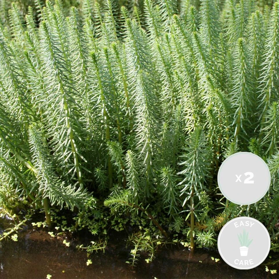 2x Hippuris Vulgaris – Lidsteng – ⌀11cm - ↕15-25 Cm 4 2x Hippuris Vulgaris – Lidsteng – ⌀11cm - ↕15-25 Cm - Afbeelding 2