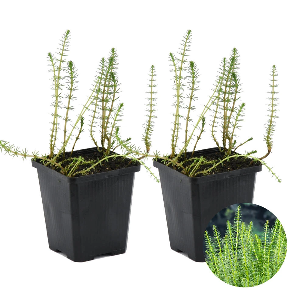 2x Hippuris Vulgaris – Lidsteng – ⌀11cm - ↕15-25 Cm 3 2x Hippuris Vulgaris – Lidsteng – ⌀11cm - ↕15-25 Cm