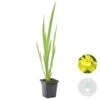 Iris 'Pseudacorus' – Gele Lis – Zone 2-3 – ⌀9cm - ↕20-30cm -VIDAXL || Prosperplast || Decoris Winkel 1000010581
