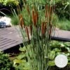 Typha Latifolia - Grote Lisdodde - ⌀9 Cm - ↕15-25 Cm -VIDAXL || Prosperplast || Decoris Winkel 1000010582