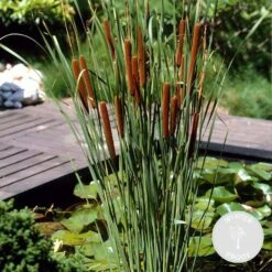 Typha Latifolia - Grote Lisdodde - ⌀9 Cm - ↕15-25 Cm