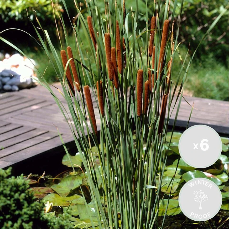 6x Typha Latifolia - Grote Lisdodde - ⌀9 Cm - ↕15-25 Cm 4 6x Typha Latifolia - Grote Lisdodde - ⌀9 Cm - ↕15-25 Cm - Afbeelding 2