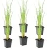 6x Typha Latifolia - Grote Lisdodde - ⌀9 Cm - ↕15-25 Cm -VIDAXL || Prosperplast || Decoris Winkel 1000010583