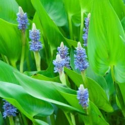 Snoekkruid Pontederia Cordata - Vijverplant In Pot 9 Cm - Hoogte15 Cm -VIDAXL || Prosperplast || Decoris Winkel 1000010585 0102