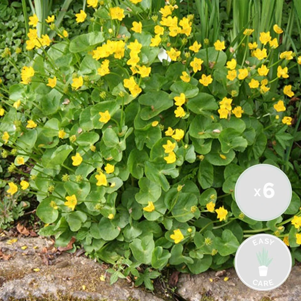 6x Caltha Palustris – Dotterbloem – ⌀09cm - ↕15-25 Cm 4 6x Caltha Palustris – Dotterbloem – ⌀09cm - ↕15-25 Cm - Afbeelding 2