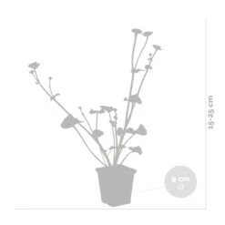 6x Caltha Palustris – Dotterbloem – ⌀09cm - ↕15-25 Cm 8 6x Caltha Palustris – Dotterbloem – ⌀09cm - ↕15-25 Cm -VIDAXL || Prosperplast || Decoris Winkel 1000010586 0102