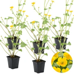6x Caltha Palustris – Dotterbloem – ⌀09cm - ↕15-25 Cm