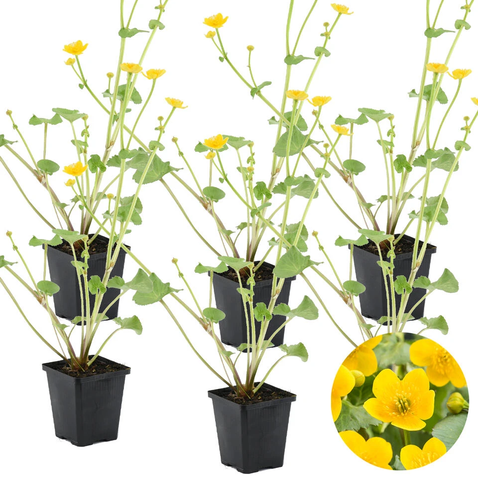 6x Caltha Palustris – Dotterbloem – ⌀09cm - ↕15-25 Cm 3 6x Caltha Palustris – Dotterbloem – ⌀09cm - ↕15-25 Cm
