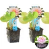 2x Nymphaea 'M'd Wilfron Gonnere' – Waterlelie – ⌀11 Cm - ↕25-35 Cm 1 2x Nymphaea 'M'd Wilfron Gonnere' – Waterlelie – ⌀11 Cm - ↕25-35 Cm -VIDAXL || Prosperplast || Decoris Winkel 1000010593