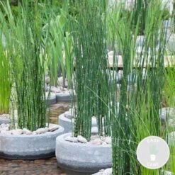 Equisetum Japonicum β Japanse Holpijp β β9 Cm - β20-30 Cm