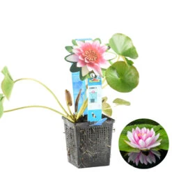 Nymphaea 'Attraction' β Waterlelie β β11 Cm - β25-35 Cm