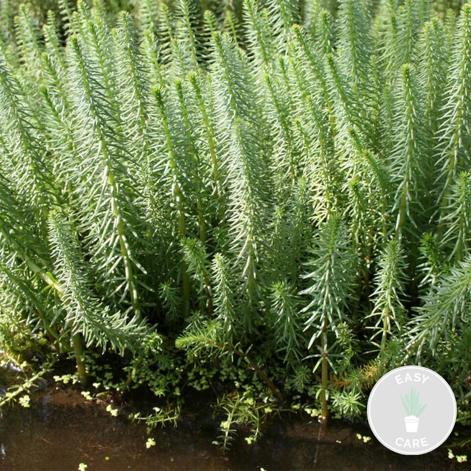 Hippuris Vulgaris – Lidsteng – ⌀11cm - ↕15-25 Cm 4 Hippuris Vulgaris – Lidsteng – ⌀11cm - ↕15-25 Cm - Afbeelding 2