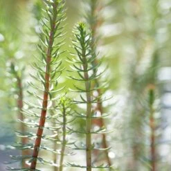 Hippuris Vulgaris – Lidsteng – ⌀11cm - ↕15-25 Cm 9 Hippuris Vulgaris – Lidsteng – ⌀11cm - ↕15-25 Cm -VIDAXL || Prosperplast || Decoris Winkel 1000010597 0103