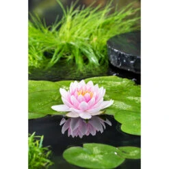Nymphaea 'M'd Wilfron Gonnere' – Waterlelie – ⌀11 Cm - ↕25-35 Cm 7 Nymphaea 'M'd Wilfron Gonnere' – Waterlelie – ⌀11 Cm - ↕25-35 Cm -VIDAXL || Prosperplast || Decoris Winkel 1000010599 0102