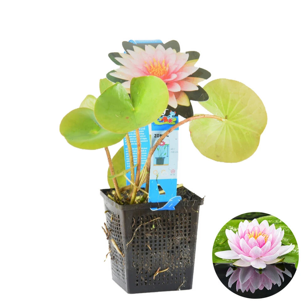 Nymphaea 'M'd Wilfron Gonnere' – Waterlelie – ⌀11 Cm - ↕25-35 Cm 3 Nymphaea 'M'd Wilfron Gonnere' – Waterlelie – ⌀11 Cm - ↕25-35 Cm