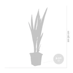 Iris 'Versicolor' – Wilde Iris – ⌀9 Cm - ↕20-30 Cm -VIDAXL || Prosperplast || Decoris Winkel 1000010600 0102