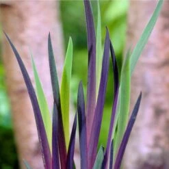 Iris 'Versicolor' – Wilde Iris – ⌀9 Cm - ↕20-30 Cm -VIDAXL || Prosperplast || Decoris Winkel 1000010600 0103