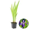 Iris 'Versicolor' – Wilde Iris – ⌀9 Cm - ↕20-30 Cm -VIDAXL || Prosperplast || Decoris Winkel 1000010600
